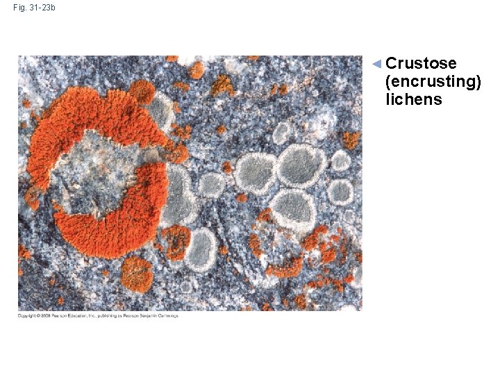 Fig. 31 -23 b Crustose (encrusting) lichens 