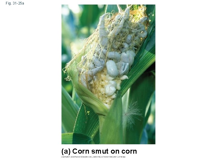 Fig. 31 -25 a (a) Corn smut on corn 