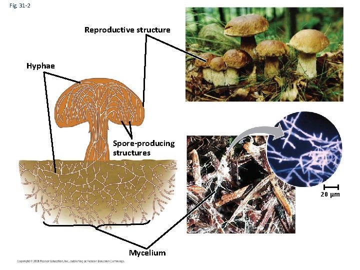 Fig. 31 -2 Reproductive structure Hyphae Spore-producing structures 20 µm Mycelium 