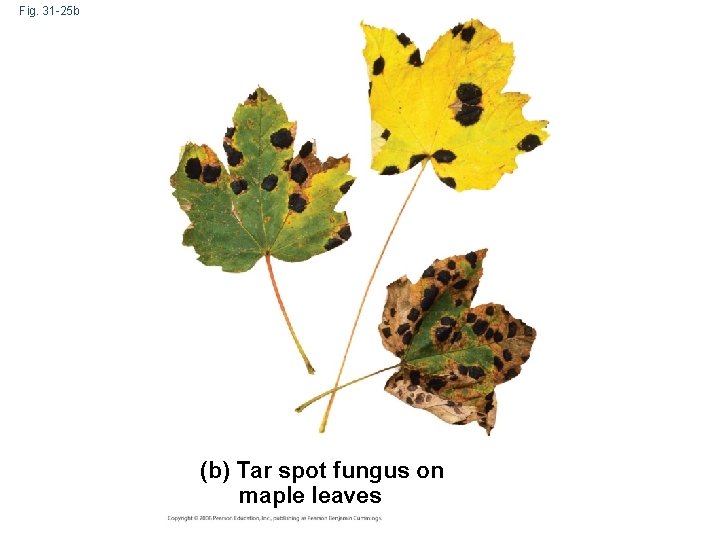 Fig. 31 -25 b (b) Tar spot fungus on maple leaves 