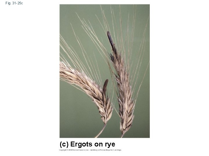 Fig. 31 -25 c (c) Ergots on rye 