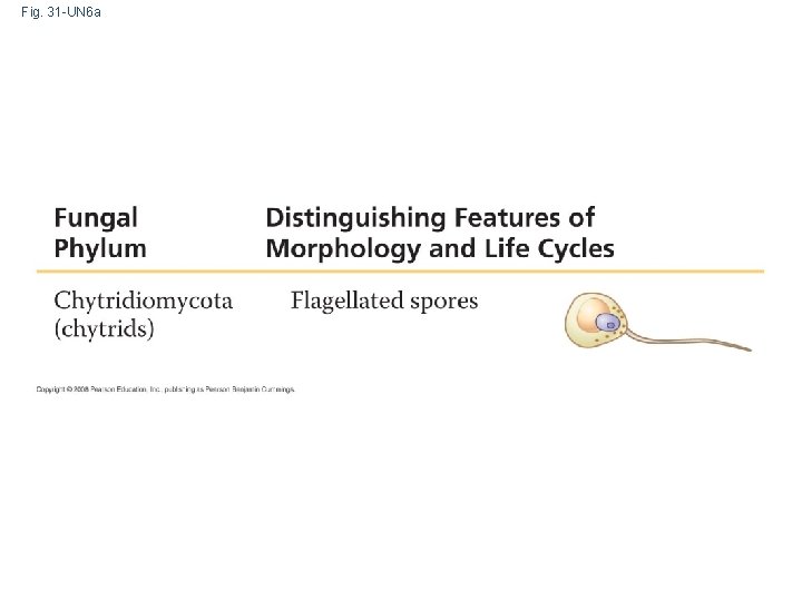 Fig. 31 -UN 6 a 