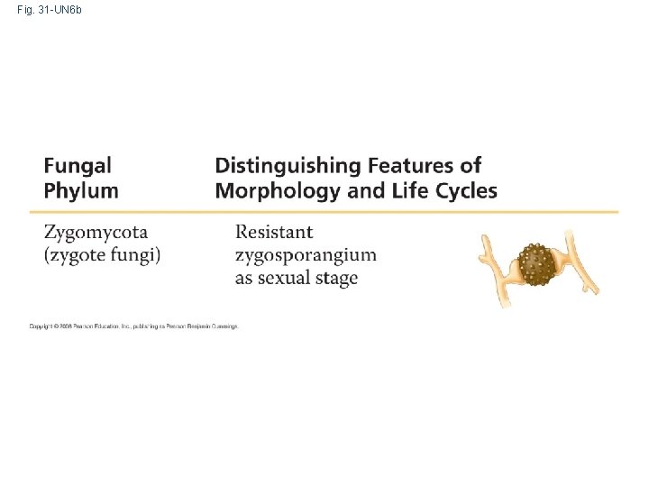 Fig. 31 -UN 6 b 