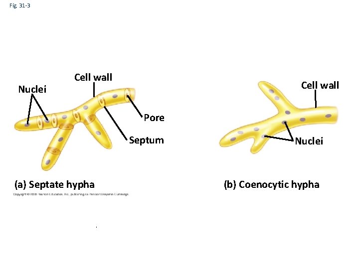 Fig. 31 -3 Nuclei Cell wall Pore Septum (a) Septate hypha Nuclei (b) Coenocytic