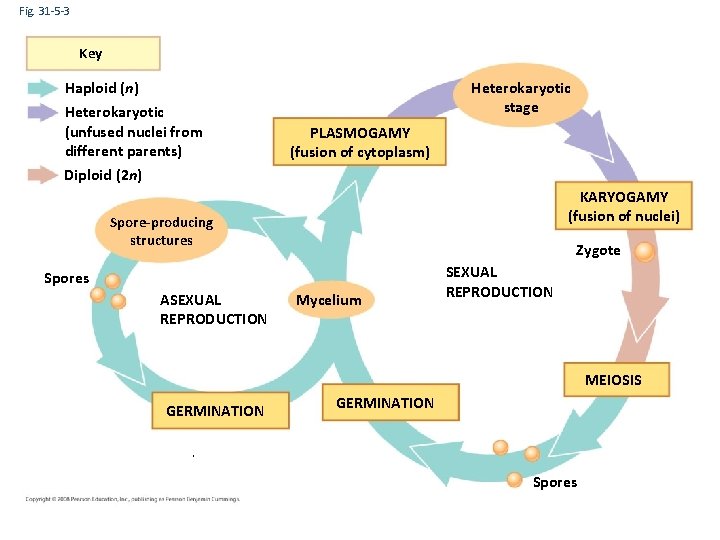 Fig. 31 -5 -3 Key Haploid (n) Heterokaryotic (unfused nuclei from different parents) Heterokaryotic