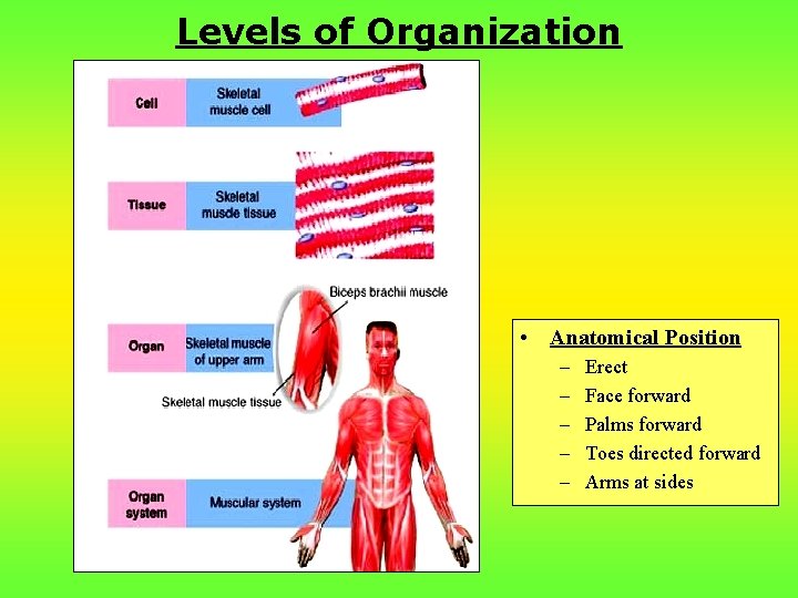 Levels of Organization • Anatomical Position – – – Erect Face forward Palms forward