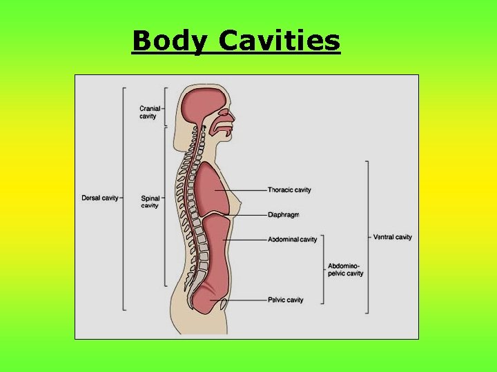 Body Cavities 