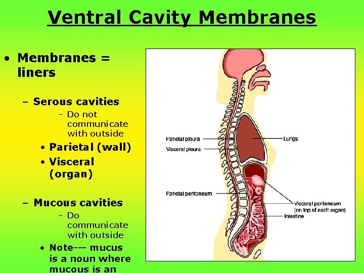 Ventral Cavity Membranes • Membranes = liners – Serous cavities – Do not communicate