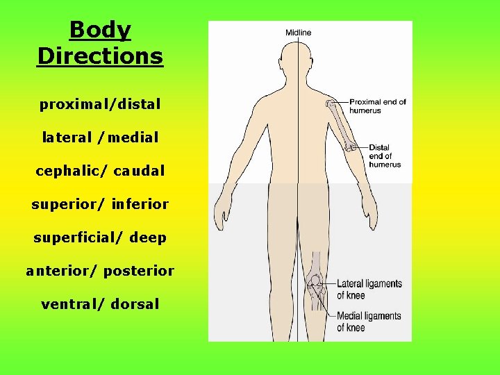 Body Directions proximal/distal lateral /medial cephalic/ caudal superior/ inferior superficial/ deep anterior/ posterior ventral/