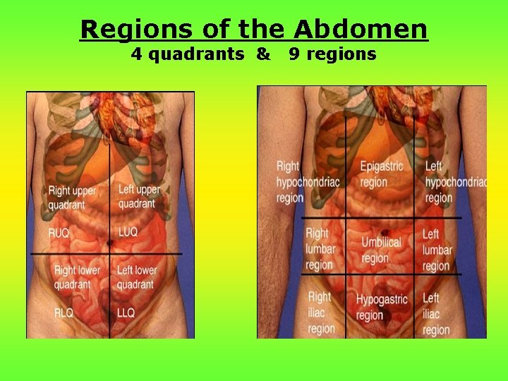 Regions of the Abdomen 4 quadrants & 9 regions 