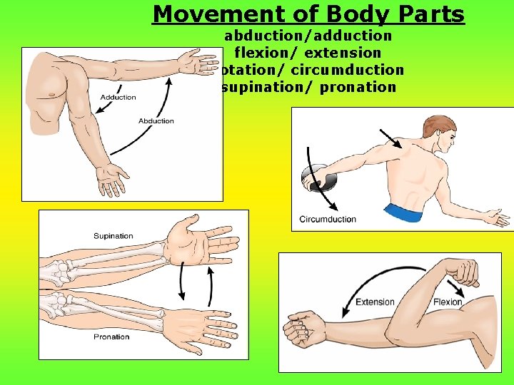 Movement of Body Parts abduction/adduction flexion/ extension rotation/ circumduction supination/ pronation 