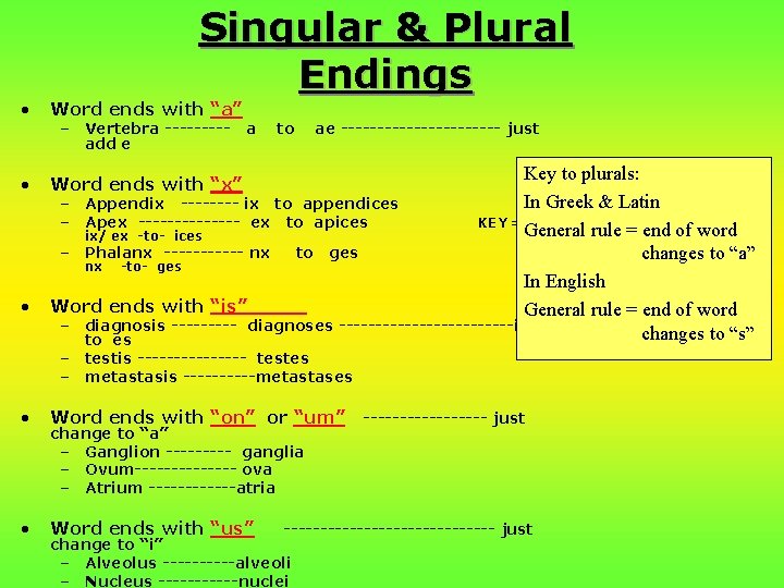 Singular & Plural Endings • Word ends with “a” • Word ends with “x”