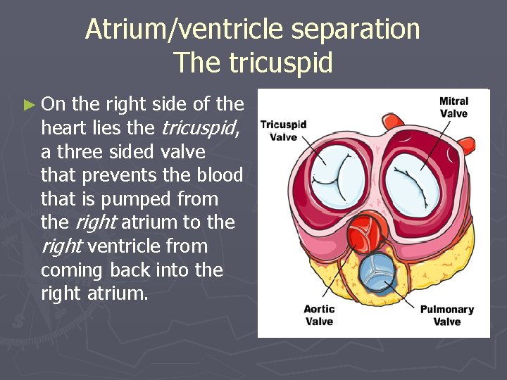 Atrium/ventricle separation The tricuspid ► On the right side of the heart lies the