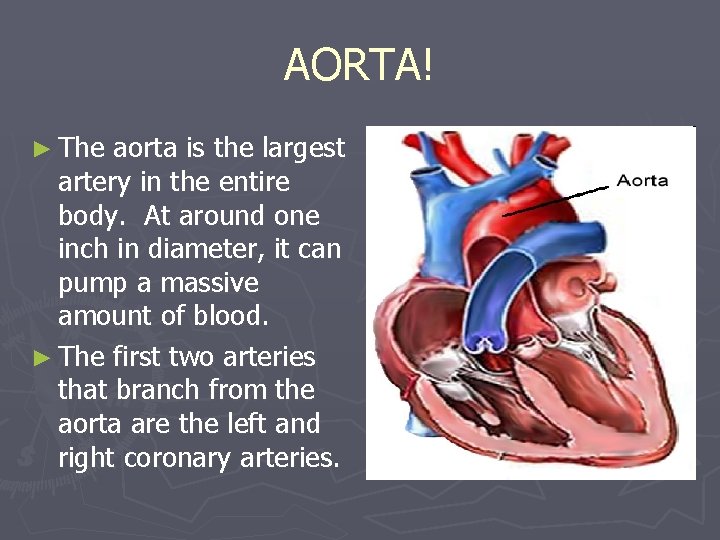 AORTA! ► The aorta is the largest artery in the entire body. At around