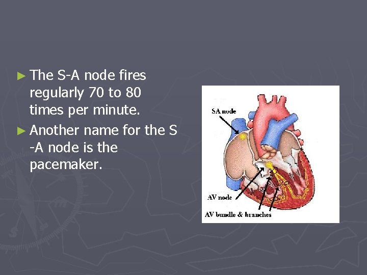 ► The S-A node fires regularly 70 to 80 times per minute. ► Another