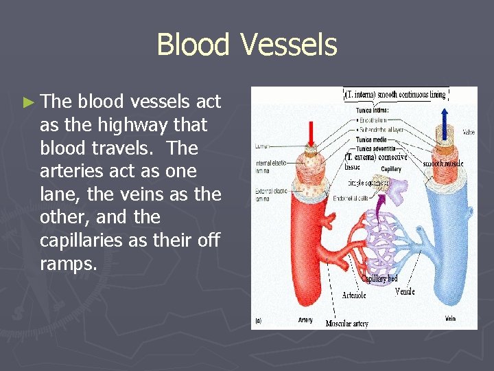 Blood Vessels ► The blood vessels act as the highway that blood travels. The