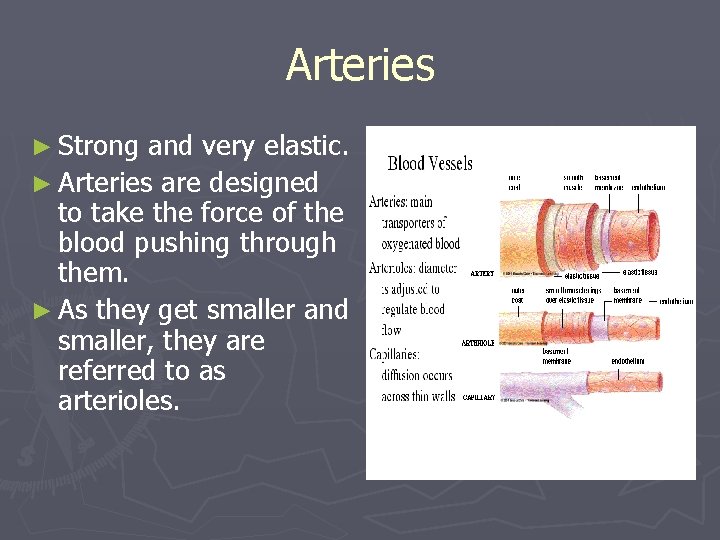 Arteries ► Strong and very elastic. ► Arteries are designed to take the force