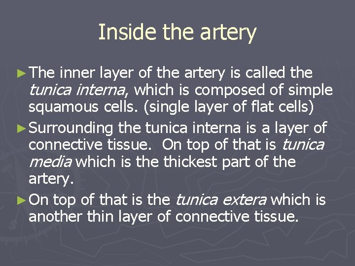 Inside the artery ► The inner layer of the artery is called the tunica