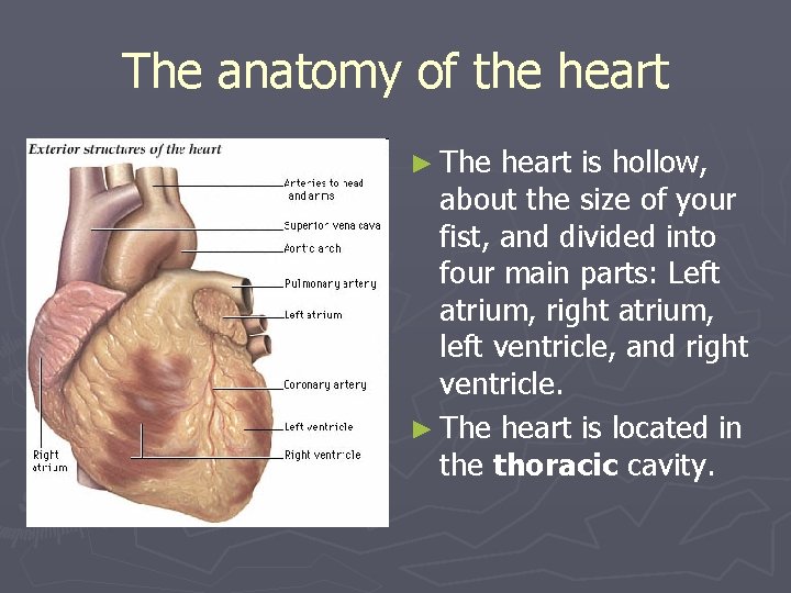 The anatomy of the heart ► The heart is hollow, about the size of