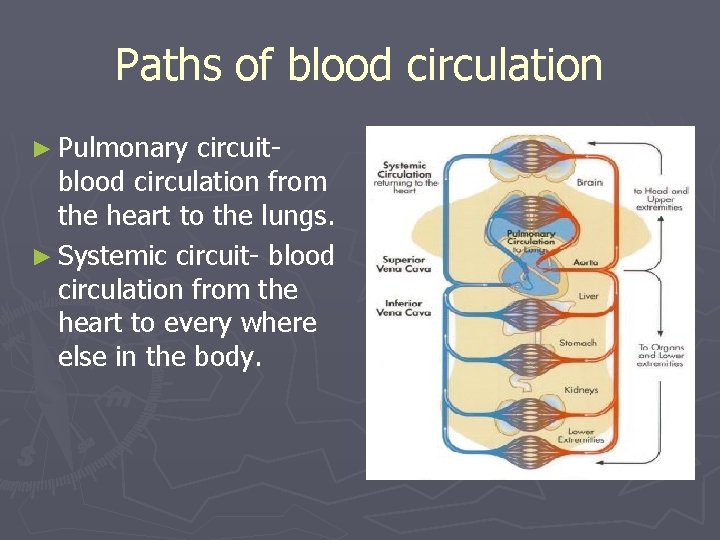 Paths of blood circulation ► Pulmonary circuitblood circulation from the heart to the lungs.