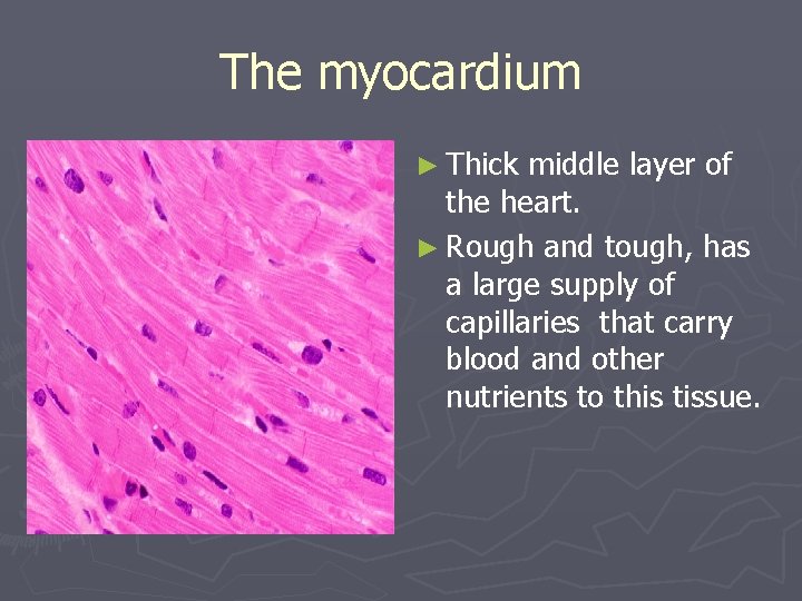The myocardium ► Thick middle layer of the heart. ► Rough and tough, has