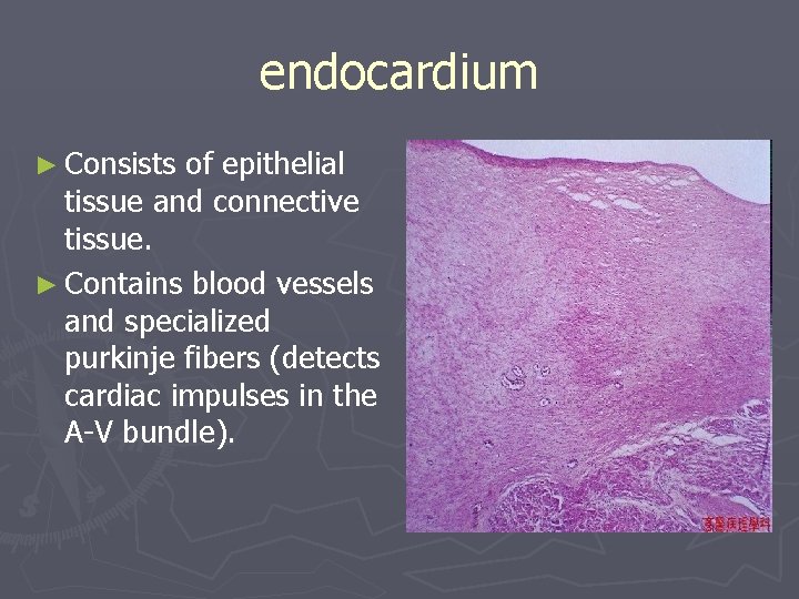 endocardium ► Consists of epithelial tissue and connective tissue. ► Contains blood vessels and