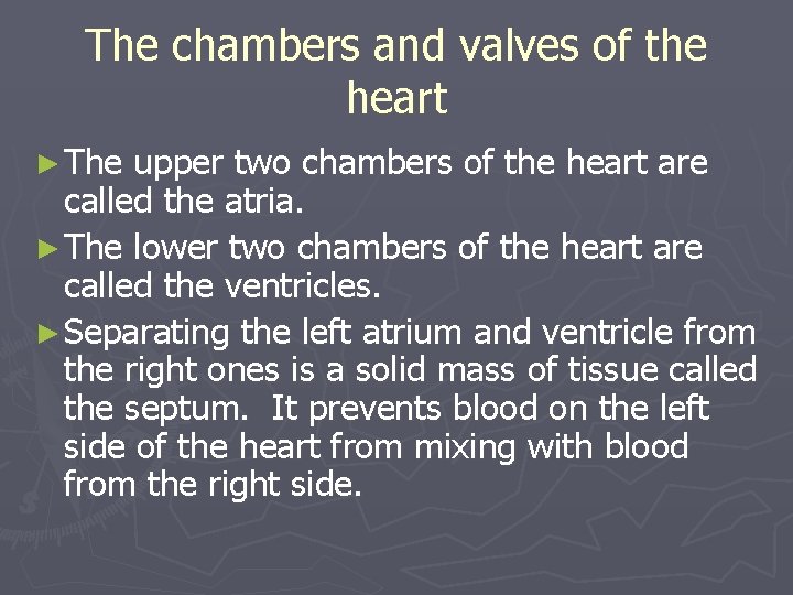 The chambers and valves of the heart ► The upper two chambers of the