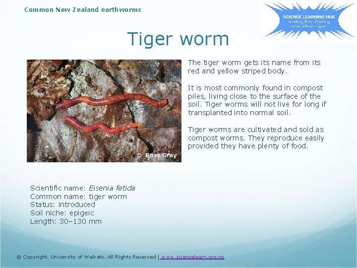 Common New Zealand earthworms Tiger worm The tiger worm gets its name from its
