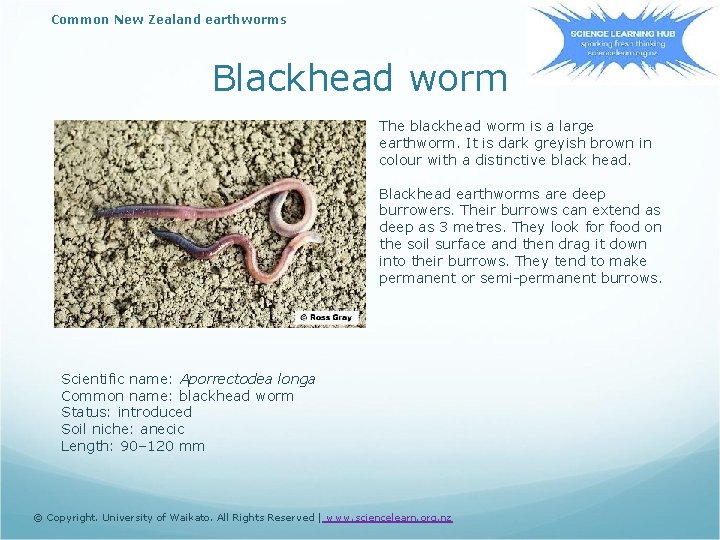 Common New Zealand earthworms Blackhead worm The blackhead worm is a large earthworm. It