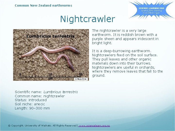 Common New Zealand earthworms Nightcrawler The nightcrawler is a very large earthworm. It is