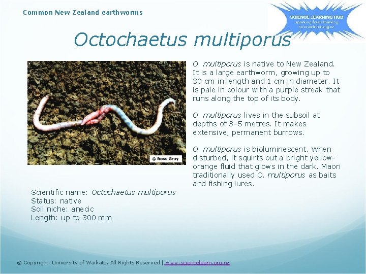 Common New Zealand earthworms Octochaetus multiporus O. multiporus is native to New Zealand. It