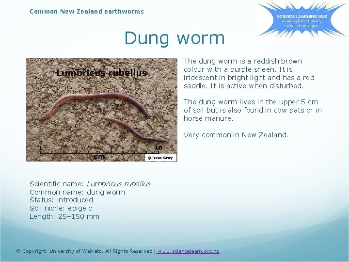 Common New Zealand earthworms Dung worm The dung worm is a reddish brown colour
