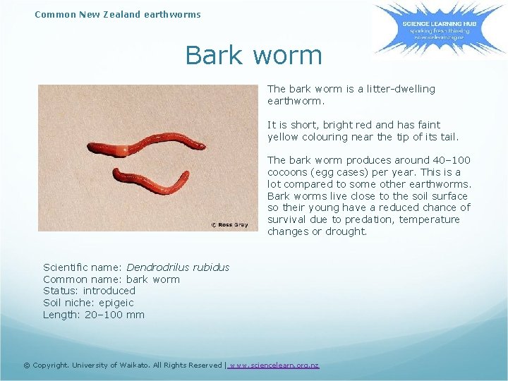 Common New Zealand earthworms Bark worm The bark worm is a litter-dwelling earthworm. It