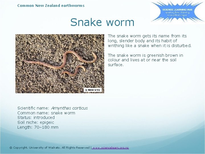 Common New Zealand earthworms Snake worm The snake worm gets its name from its