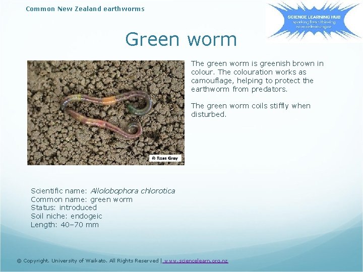 Common New Zealand earthworms Green worm The green worm is greenish brown in colour.