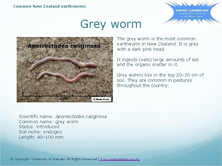 Common New Zealand earthworms Grey worm The grey worm is the most common earthworm