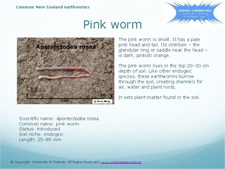 Common New Zealand earthworms Pink worm The pink worm is small. It has a