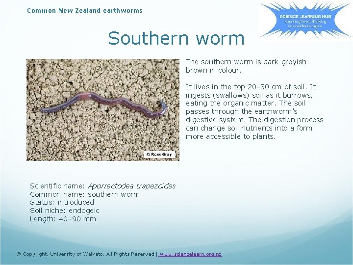 Common New Zealand earthworms Southern worm The southern worm is dark greyish brown in