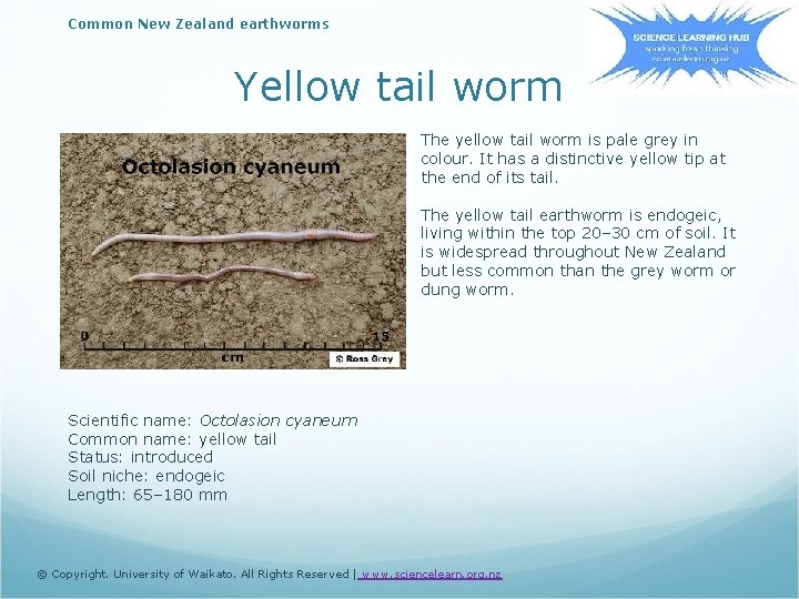 Common New Zealand earthworms Yellow tail worm The yellow tail worm is pale grey