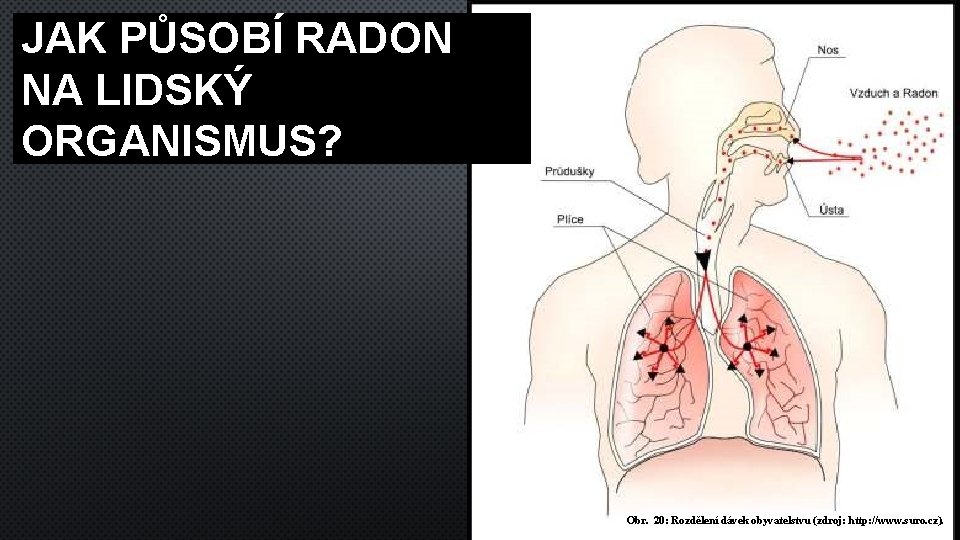 JAK PŮSOBÍ RADON NA LIDSKÝ ORGANISMUS? Obr. 20: Rozdělení dávek obyvatelstvu (zdroj: http: //www.