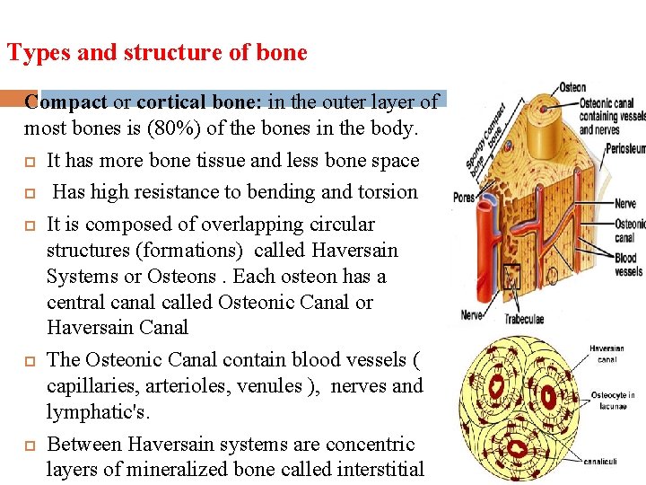 Types and structure of bone Compact or cortical bone: in the outer layer of