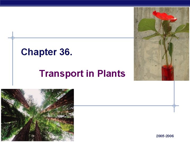 Chapter 36. Transport in Plants AP Biology 2005 -2006 