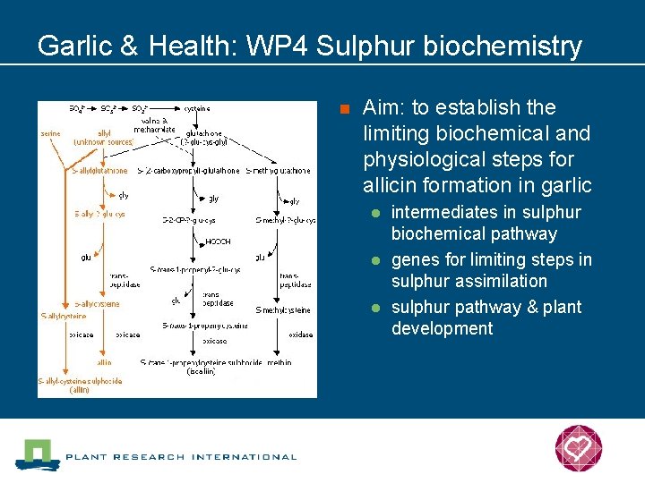 Garlic & Health: WP 4 Sulphur biochemistry n Aim: to establish the limiting biochemical