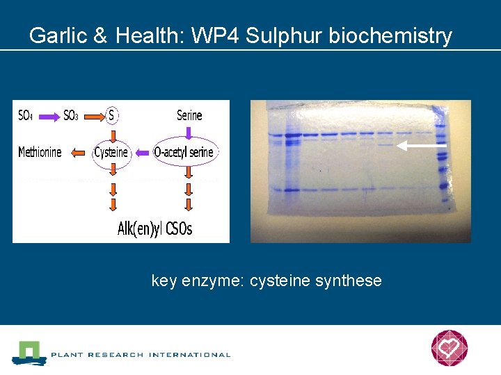 Garlic & Health: WP 4 Sulphur biochemistry key enzyme: cysteine synthese 