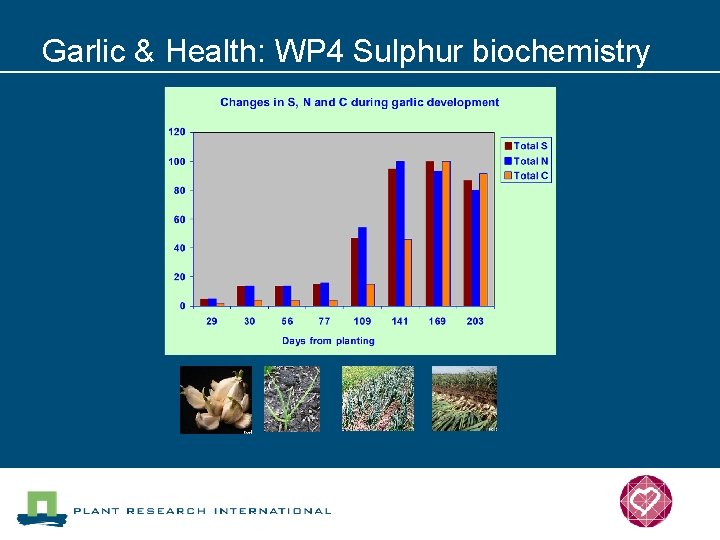 Garlic & Health: WP 4 Sulphur biochemistry 