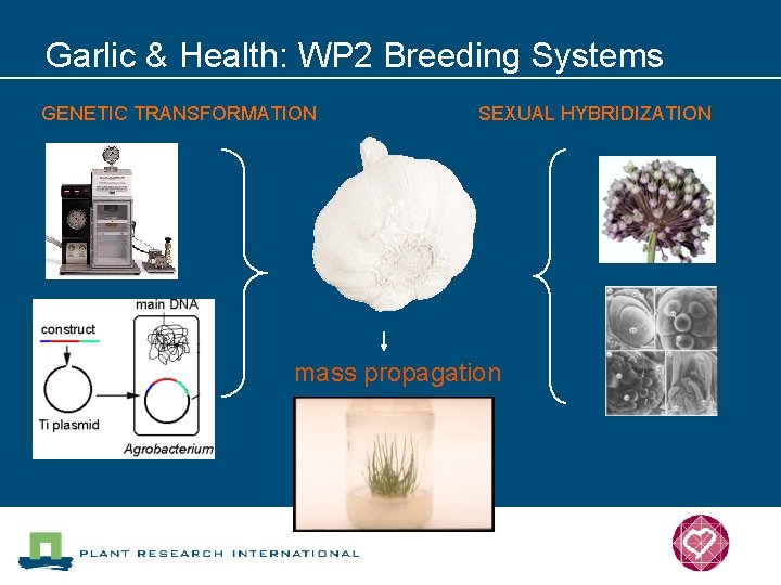 Garlic & Health: WP 2 Breeding Systems GENETIC TRANSFORMATION SEXUAL HYBRIDIZATION mass propagation 