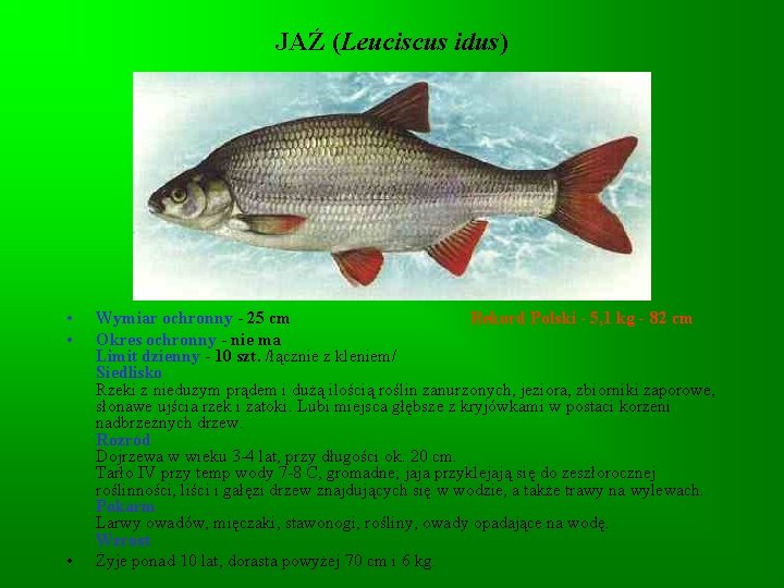 JAŹ (Leuciscus idus) • • • Wymiar ochronny - 25 cm Rekord Polski -