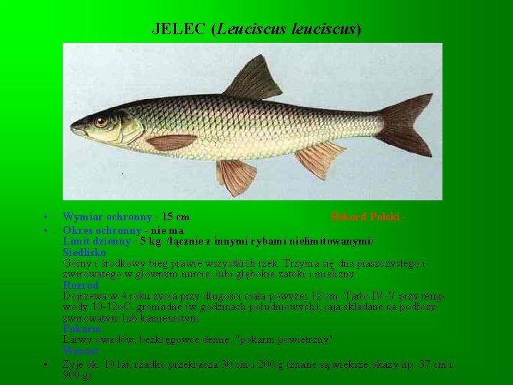 JELEC (Leuciscus leuciscus) • • • Wymiar ochronny - 15 cm Rekord Polski -