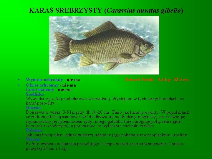 KARAŚ SREBRZYSTY (Carassius auratus gibelio) • • Wymiar ochronny - nie ma Rekord Polski