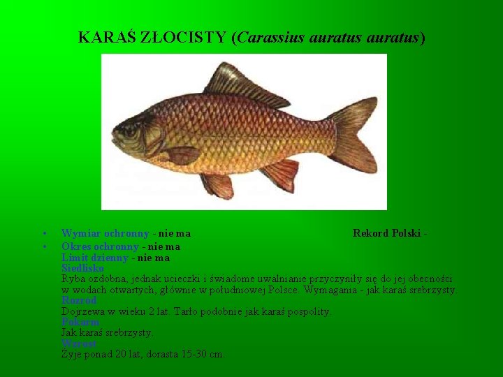 KARAŚ ZŁOCISTY (Carassius auratus) • • Wymiar ochronny - nie ma Rekord Polski -